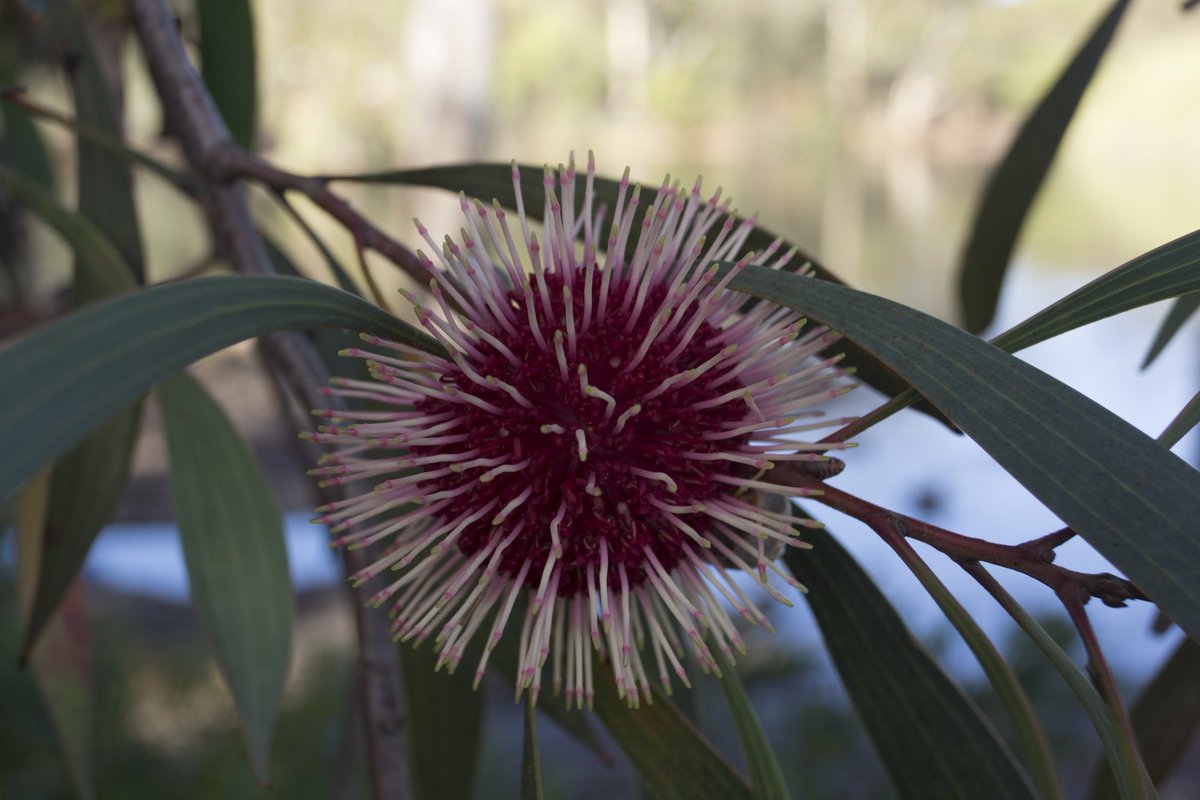 BotGardensSA's tweet photo. #Wittunga #BotanicGarden's Pin-cushion #Hakeas (Hakea laurina), native to south-western Oz, are a popular sight right now. Anyone else reckon they look like strange alien planets? Ocean mines, perhaps? Death stars (for any Star Wars fans out there)? https://t.co/YaUd8Espxw