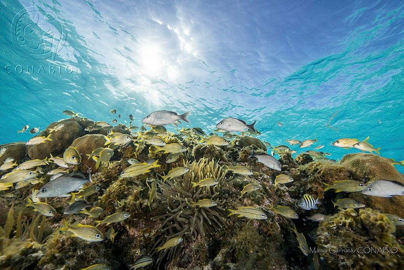 Los arrecifes de coral son maravillosos y coloridos ecosistemas marinos cercanos a las costas del país, generalmente viven a poca profundidad de los cálidos mares tropicales. bit.ly/ArrecifesMexic…