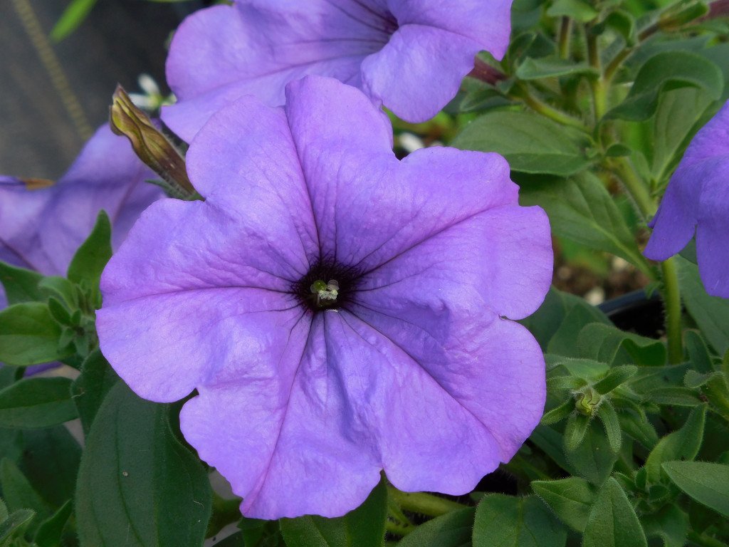 Why Annuals are a good idea. durhamrootsfarmersmarket.wordpress.com/2018/05/02/why…