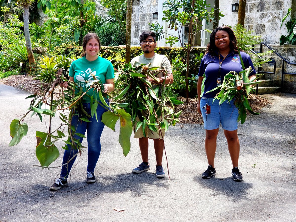 ChadHusby's tweet photo. Our wonderful volunteers did some much needed pruning in the Tropical Plant Conservatory @FairchildGarden today.  Our great @BioTECHRichmond  interns helped sort the prunings to share with other gardens in Miami: @PinecrestGarden, The Kampong, and Ree Gardens. @brettjestrow https://t.co/2XUQ0XS9CK