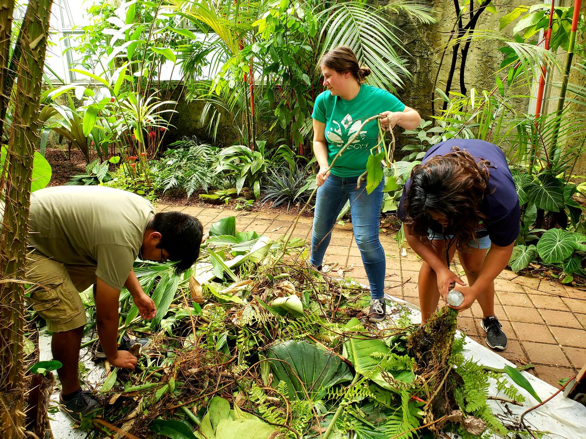 ChadHusby's tweet photo. Our wonderful volunteers did some much needed pruning in the Tropical Plant Conservatory @FairchildGarden today.  Our great @BioTECHRichmond  interns helped sort the prunings to share with other gardens in Miami: @PinecrestGarden, The Kampong, and Ree Gardens. @brettjestrow https://t.co/2XUQ0XS9CK