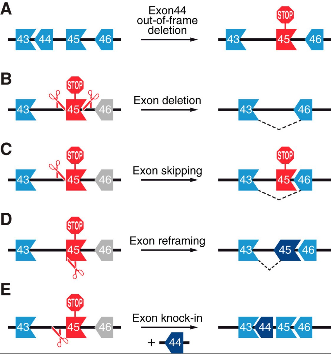 Myoediting: Toward Prevention of Muscular Dystrophy by Therapeutic Genome Editing | Physiological Reviews physiology.org/doi/full/10.11…