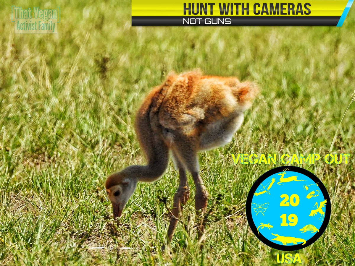 VeganCampOutUSA's tweet photo. #BabySandhillCranes could be walking around the #VeganCampOutUsa. Join us for good #Vegan fun. There will be food, kids zone, live performances, speakers, and a guided nature walk. #TakeNothingButPictures
#LeaveNothingButFootprints
More info hereπππ
https://t.co/KuGlyCmfO8 https://t.co/ApnXiL4Ukv