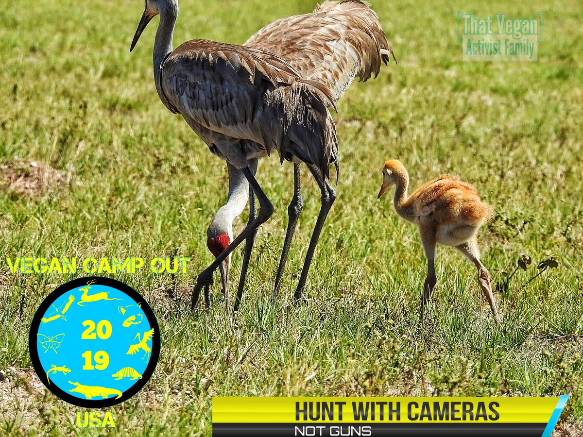 VeganCampOutUSA's tweet photo. #BabySandhillCranes could be walking around the #VeganCampOutUsa. Join us for good #Vegan fun. There will be food, kids zone, live performances, speakers, and a guided nature walk. #TakeNothingButPictures
#LeaveNothingButFootprints
More info hereπππ
https://t.co/KuGlyCmfO8 https://t.co/ApnXiL4Ukv
