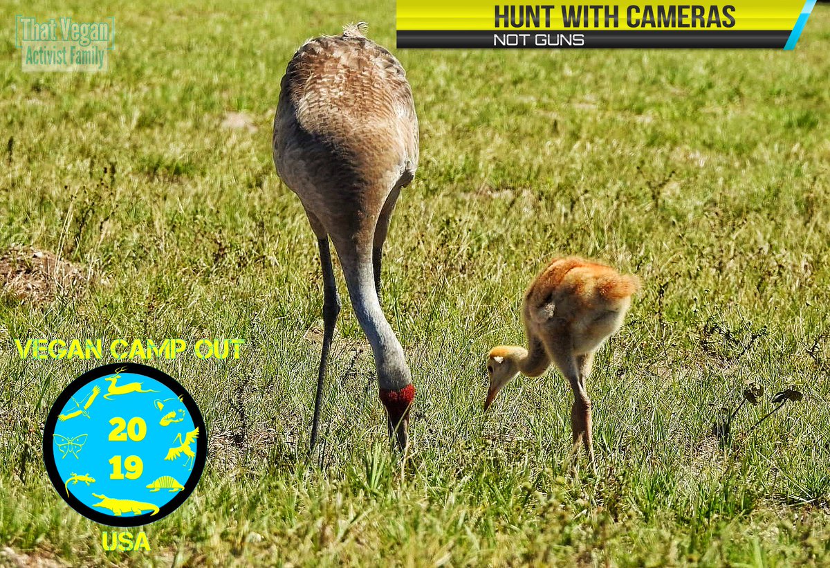 VeganCampOutUSA's tweet photo. #BabySandhillCranes could be walking around the #VeganCampOutUsa. Join us for good #Vegan fun. There will be food, kids zone, live performances, speakers, and a guided nature walk. #TakeNothingButPictures
#LeaveNothingButFootprints
More info hereπππ
https://t.co/KuGlyCmfO8 https://t.co/ApnXiL4Ukv