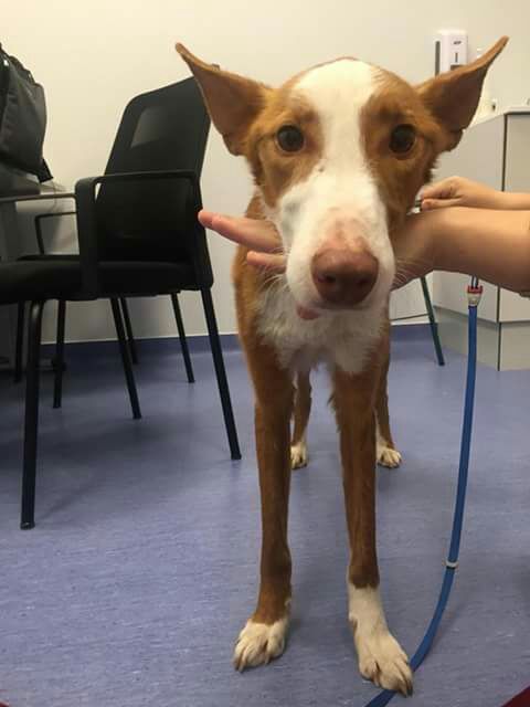 adaanacom's tweet photo. Soy Platón, dicen que tengo 1 año y medio. Me querían eutanasiar. Estoy ingresado por una infección en la cavidad torácica. Necesito donaciones y casa de acogida para cuando me den el alta.

CAIXA POPULAR
IBAN: ES95
3159-0024-01-2125940227
BIC BCOEESMM159

@PacmaValencia
#Adopta https://t.co/KBVjCVqEX6