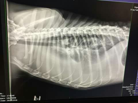 adaanacom's tweet photo. Soy Platón, dicen que tengo 1 año y medio. Me querían eutanasiar. Estoy ingresado por una infección en la cavidad torácica. Necesito donaciones y casa de acogida para cuando me den el alta.

CAIXA POPULAR
IBAN: ES95
3159-0024-01-2125940227
BIC BCOEESMM159

@PacmaValencia
#Adopta https://t.co/KBVjCVqEX6