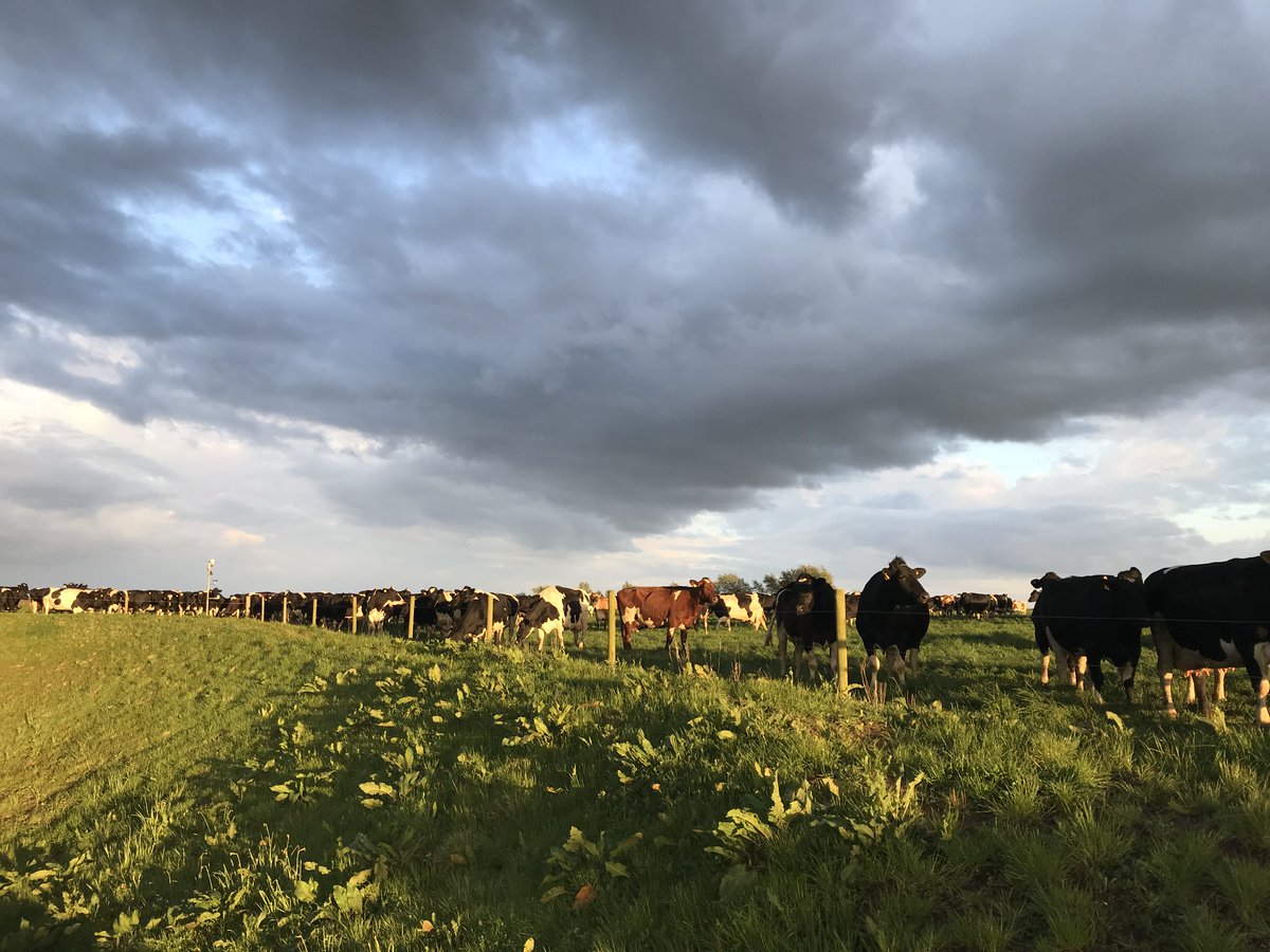 RichardAnscombe's tweet photo. Fab @FramFarmers farm walk this evening at member E.S. Burroughs &amp;Son. So good to see such progressive Dairy Farming in E.Anglia. https://t.co/bC93hYX6bK