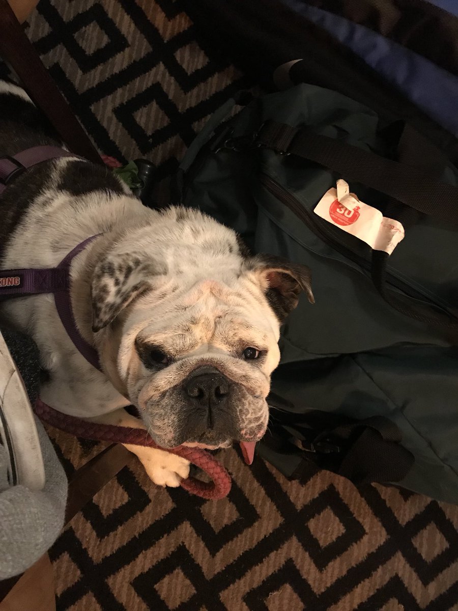 BeaversLDN's tweet photo. Hey @BTTFsoftball @LondonRaiders , meet Peaches Maddox! #softballdogs #sleepygirl #beaversmascot https://t.co/srhHtcEpCe