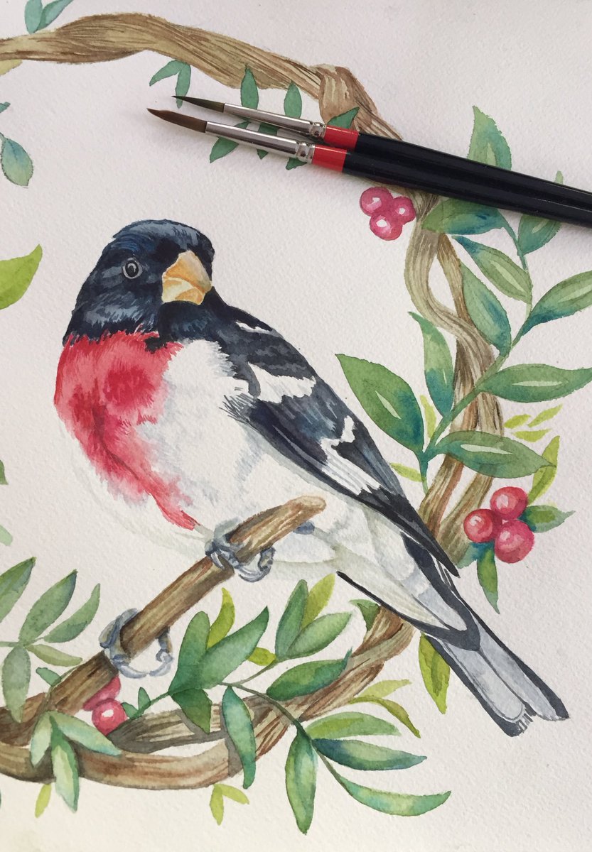 I saw one of these birds at my bird feeder this past Saturday. I’d never seen one in my area. Couldn’t stop thinking about how pretty he was so I painted him. #RoseBreastedGrosbeak