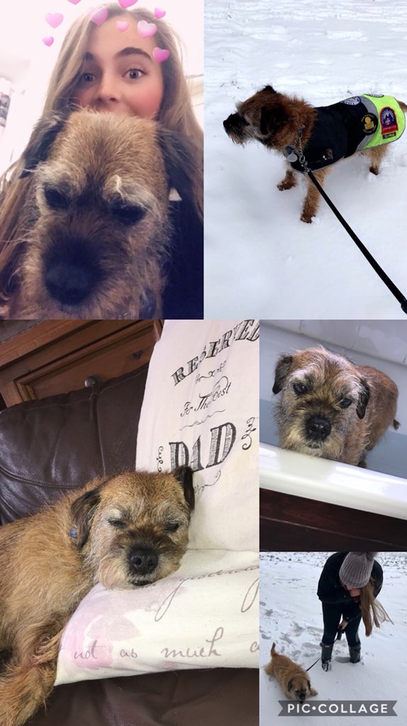 abbiengsmithold's tweet photo. Obsessed doesn’t cut it... can’t believe he’s 9 now tho ☹️ https://t.co/bD06KRxFlj