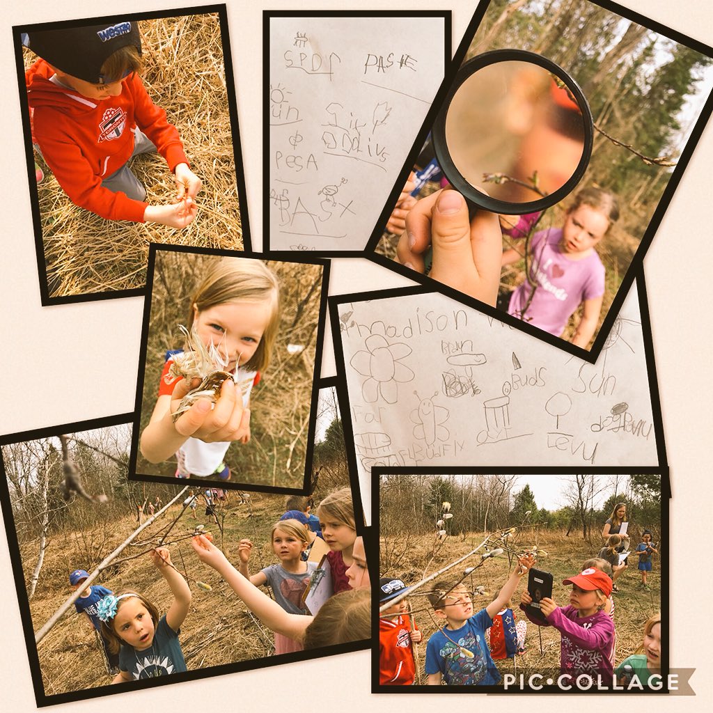 e_grose's tweet photo. On the hunt for signs of Spring! We had a blast on our nature walk today. It was awesome watching the Ss work together in small groups and document their own finds. Being out in nature sparked so many wonders. @monckps #TLDSBlearns #outdoorclassroom https://t.co/SUbYUAMXBj