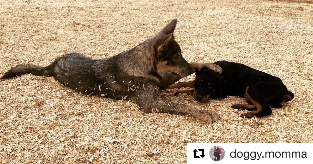 CampCookstown's tweet photo. We LOVE Our Doggy Parents Sharing Pics Of Their Precious Pooches At Camp!                             Repost @doggy.momma with @get_repost
・・・
Fen &amp; Wallace having some lazy fun in the sun yesterday @campcookstown #campcookstown https://t.co/TGq2hoUUMj