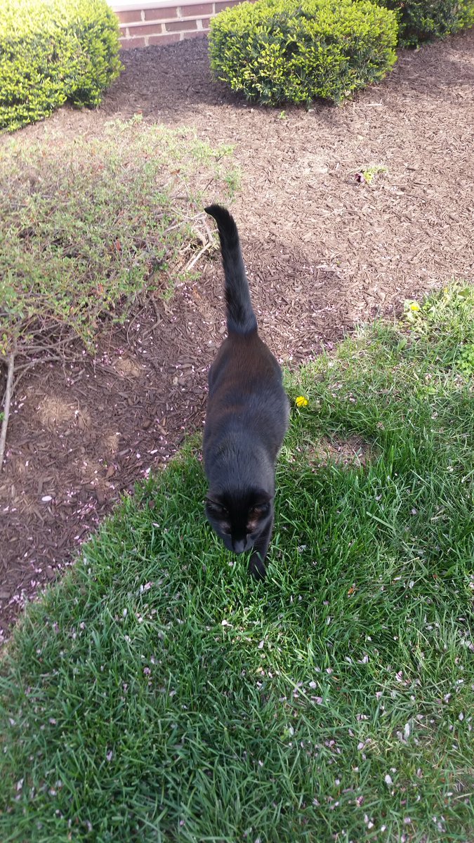 mllemystique's tweet photo. Sunshine and Shadow. #smallgifts #whiskerswednesday https://t.co/8orrgfVJAY
