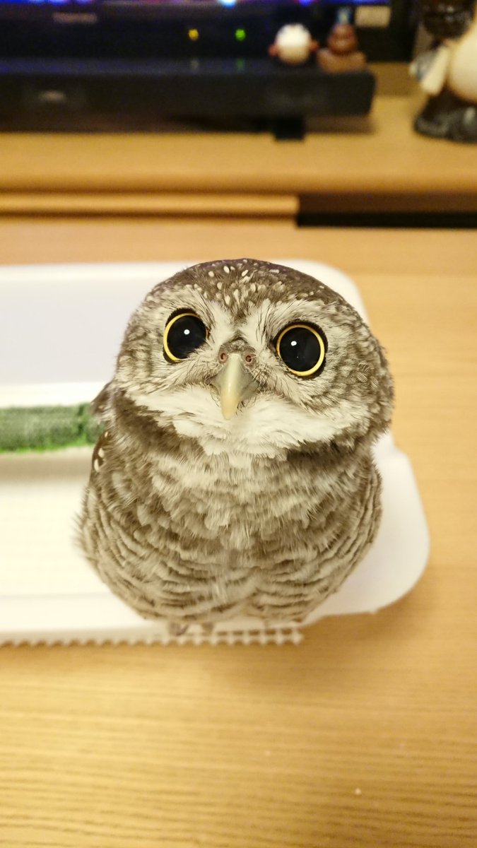 すず ちびフクロウ おはようございます 見上げる顔はかわいいですよね てんチャン ふぅチャン インドコキンメ インドコキンメフクロウ アオバズク ニュージーランドアオバズク すず ちびフクロウ おはようございます 見上げる顔はかわいいですよね てんチャン ふぅチャン インドコキンメ インドコキンメフクロウ アオバズク ニュージーランドアオバズク