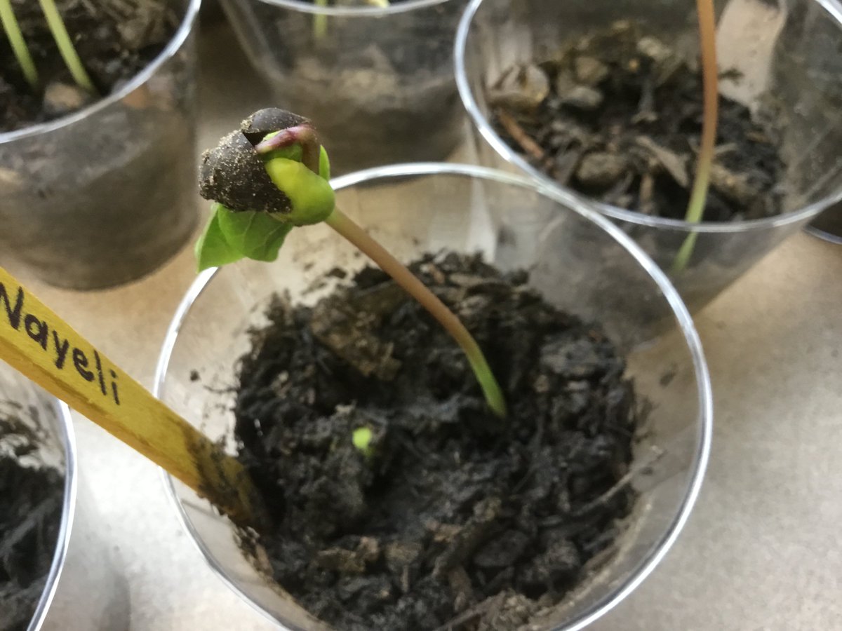 ShaLynnaMosley's tweet photo. Students are learning about plants and their life cycles by growing their own in our classroom. #1MidwayScience @WoodwayElem https://t.co/fBvfjmDneK