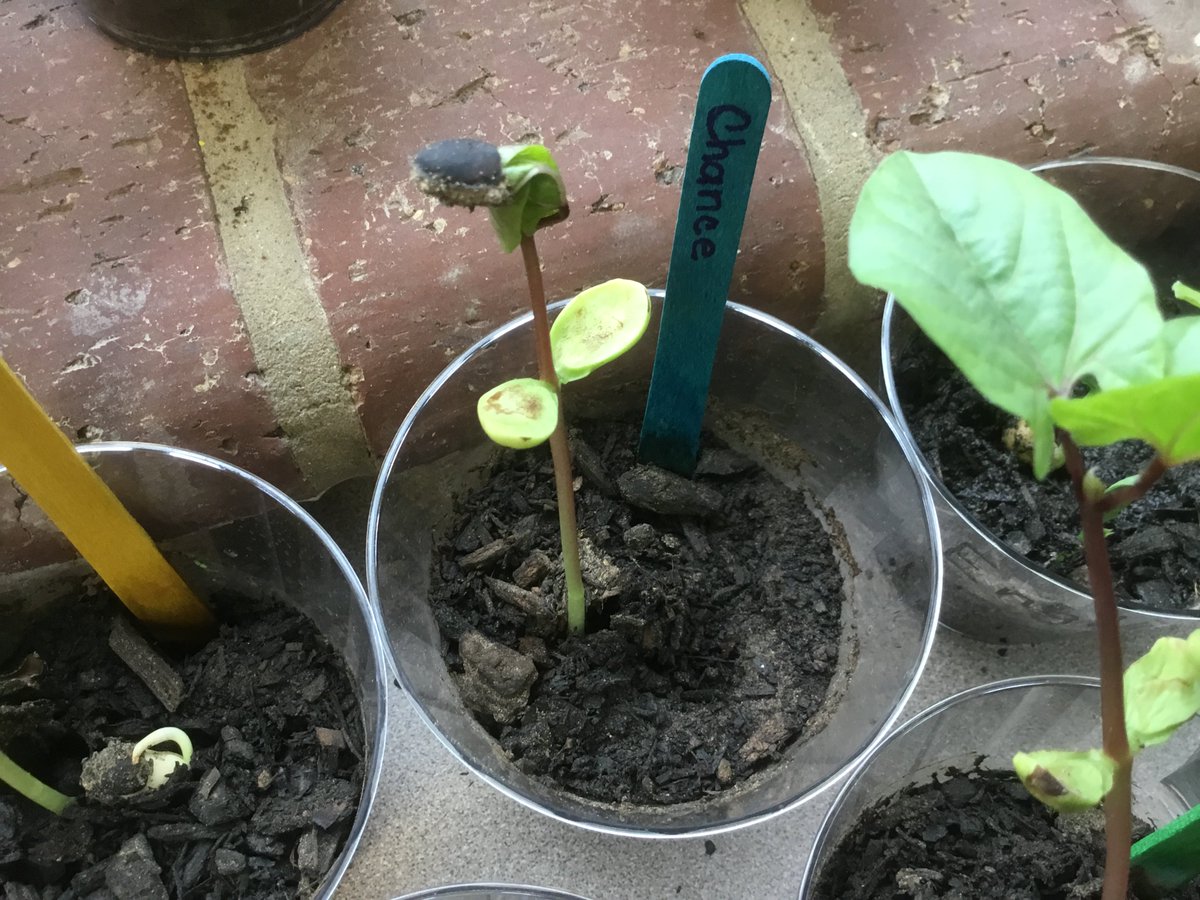 ShaLynnaMosley's tweet photo. Students are learning about plants and their life cycles by growing their own in our classroom. #1MidwayScience @WoodwayElem https://t.co/fBvfjmDneK