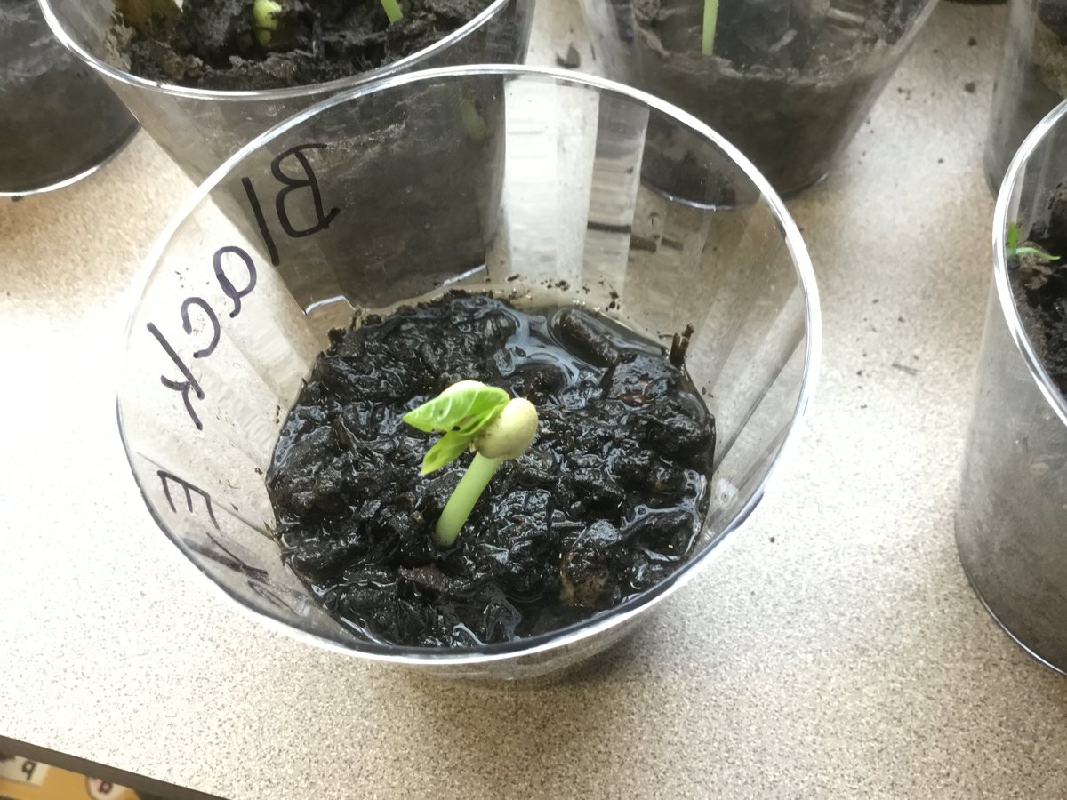 ShaLynnaMosley's tweet photo. Students are learning about plants and their life cycles by growing their own in our classroom. #1MidwayScience @WoodwayElem https://t.co/fBvfjmDneK