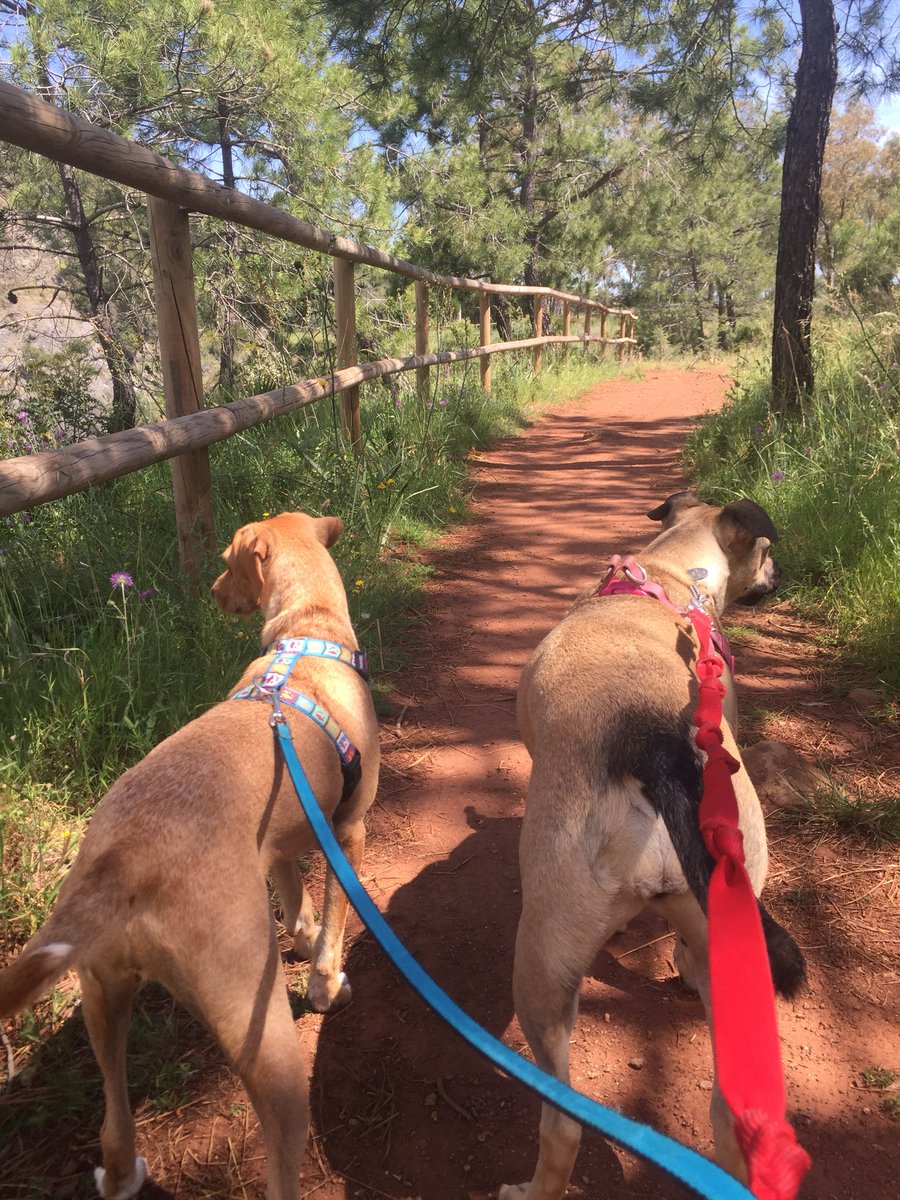 PawfectionMarbs's tweet photo. Benahavis today with the pups 😃. #MarbellaDogs 
#PuppyLove #Socialisation #Andalucia @PawfectionMarbs @andalucia_com @spain https://t.co/KnLCmHqpbo