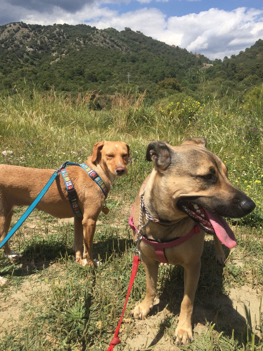 PawfectionMarbs's tweet photo. Benahavis today with the pups 😃. #MarbellaDogs 
#PuppyLove #Socialisation #Andalucia @PawfectionMarbs @andalucia_com @spain https://t.co/KnLCmHqpbo