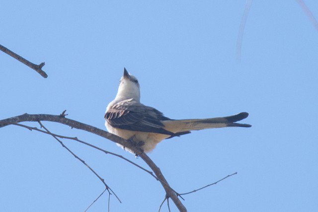 WBUSanDiego's tweet photo. Scissor-tailed flycatcher sighting, practically in our own backyard! If you have the chance, don't miss this amazing bird! (Going after work today, if I can :))
Photos by Nancy Christensen, more info in link below.

https://t.co/MHxI6B6guN

#rare #SanDiego #birding #nature https://t.co/u2WP5uRwAw