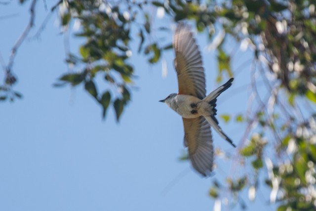 WBUSanDiego's tweet photo. Scissor-tailed flycatcher sighting, practically in our own backyard! If you have the chance, don't miss this amazing bird! (Going after work today, if I can :))
Photos by Nancy Christensen, more info in link below.

https://t.co/MHxI6B6guN

#rare #SanDiego #birding #nature https://t.co/u2WP5uRwAw