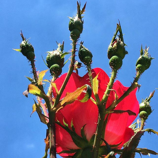 amandapittphoto's tweet photo. One red #rose today... seven more to come! Gotta love a rose bush that keeps flowering. #roses #bluesky #blue #buds #rosebuds #ilovephotography #photography #photographer @amandapittphotography_ is my professional page. This is just for fun. #dowhatyoulo… https://t.co/npIOHo62WL https://t.co/tALk8PlfKo