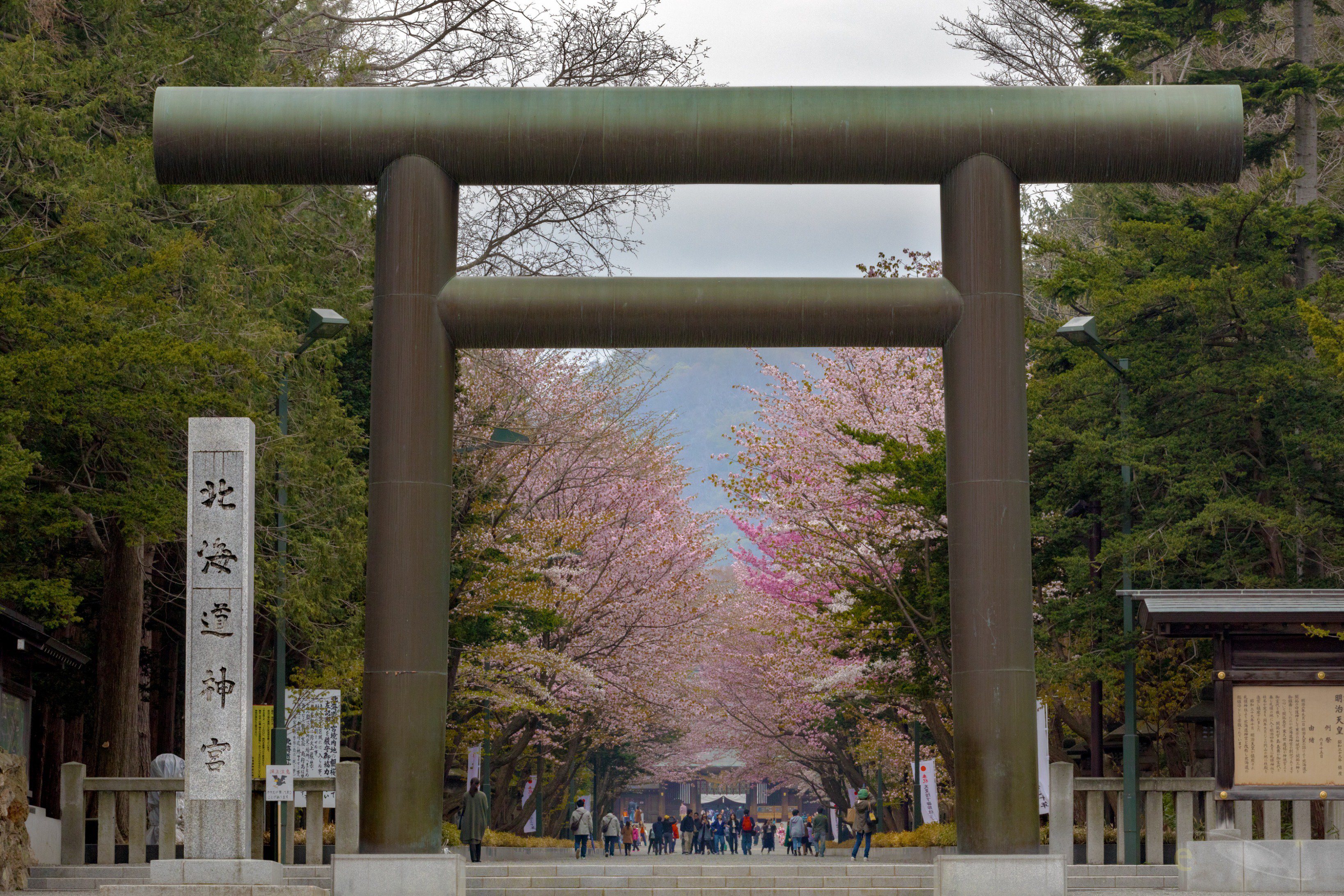 エルノ 北海道の桜はあっという間に咲いて あっという間に散ってしまいます 北海道神宮でお花見 という名のジンギスカン 3日前はまだまだだと思ってたのに 昨日のお昼に満開 夕方には桜吹雪があちこちで 今日の雨で全部散ってしまうかな
