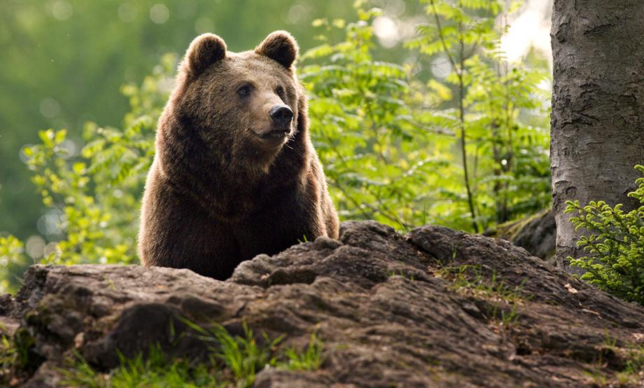 AIPSafety's tweet photo. We Have Neigh-Bears! Beware and Avoid Bears | AIP Safety https://t.co/lY0OetSKiY #bearsafety #bearawareness #yycsafety #smartoutdoors https://t.co/E1Rcdd4Xnx