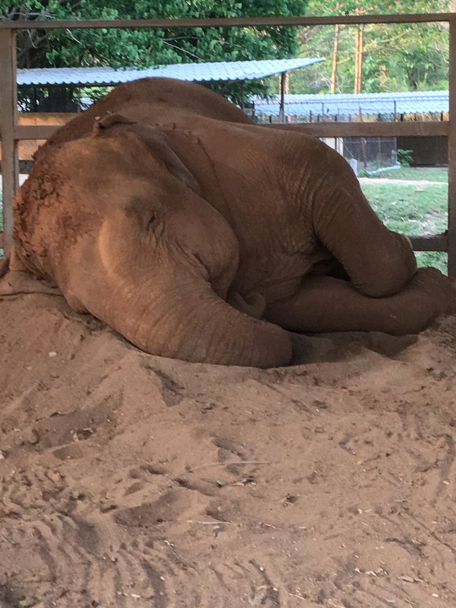 charmednomad's tweet photo. ‘SLEEPING ELEPHANT’ Yes, #elephants sleep laying down &amp; standing up!!! This #beauty was #sleeping #peacefully @ElephantNatureP in #ChiangMai #Thailand 🐘😴💕... https://t.co/qOK5wPKpdp