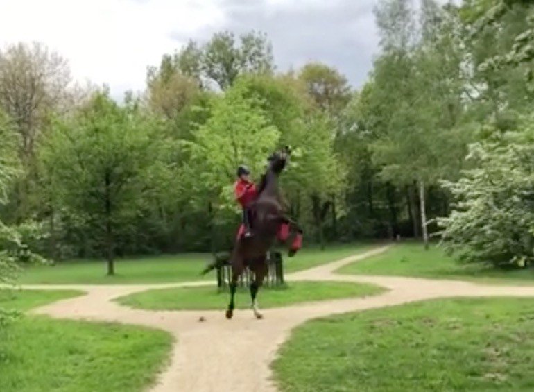 EventingConnect's tweet photo. Some horses are better on two legs - VIDEO Break #EquestrianProblems #HolyBalance #Horses #UniqueTalent https://t.co/3w1hFSviIa https://t.co/tRKyjZtP3r