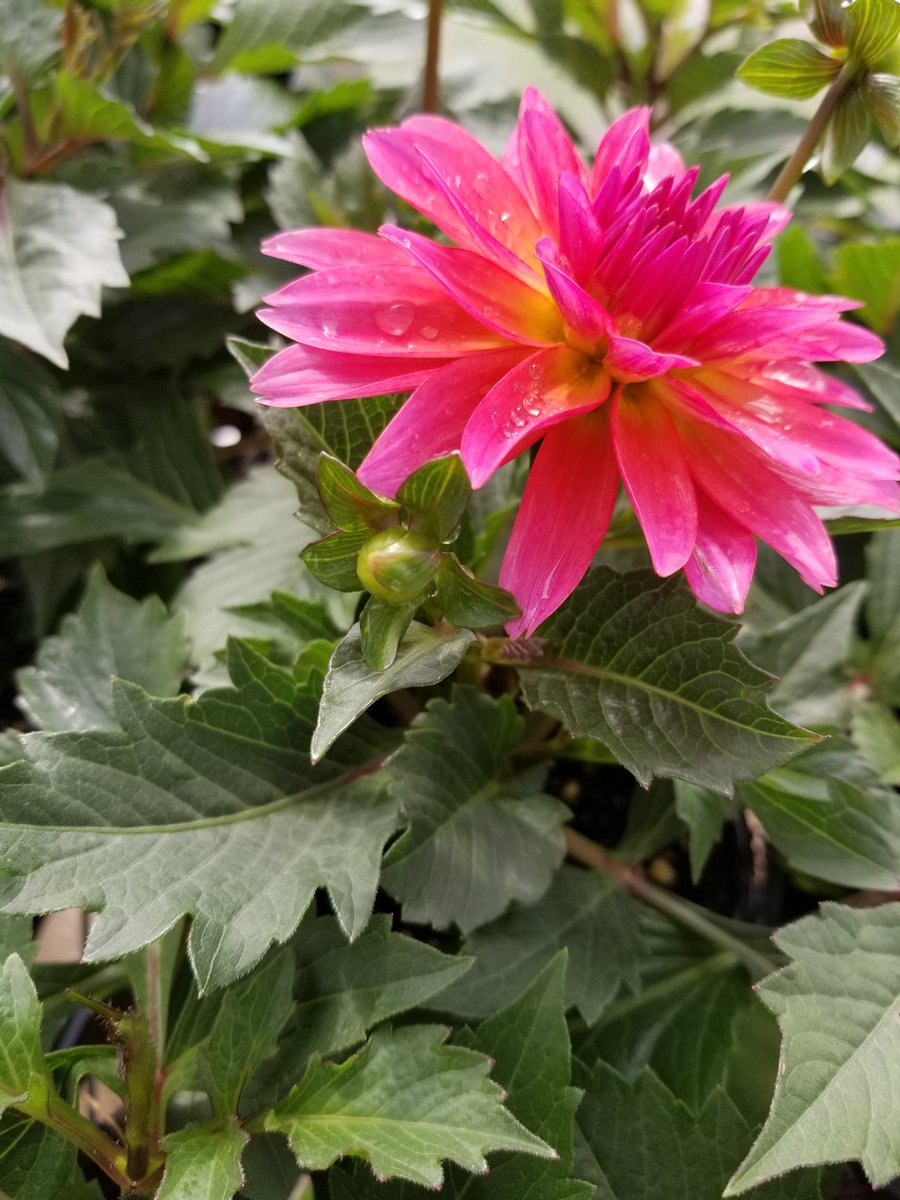 Alburnett FFA Plant sale is  Thursday (5/3) and Friday (5/4) from 3:30 - 6:00 and Saturday (5/5) from 8-11. Plants are located in the greenhouse on the north side of the school. Hope to see you there!