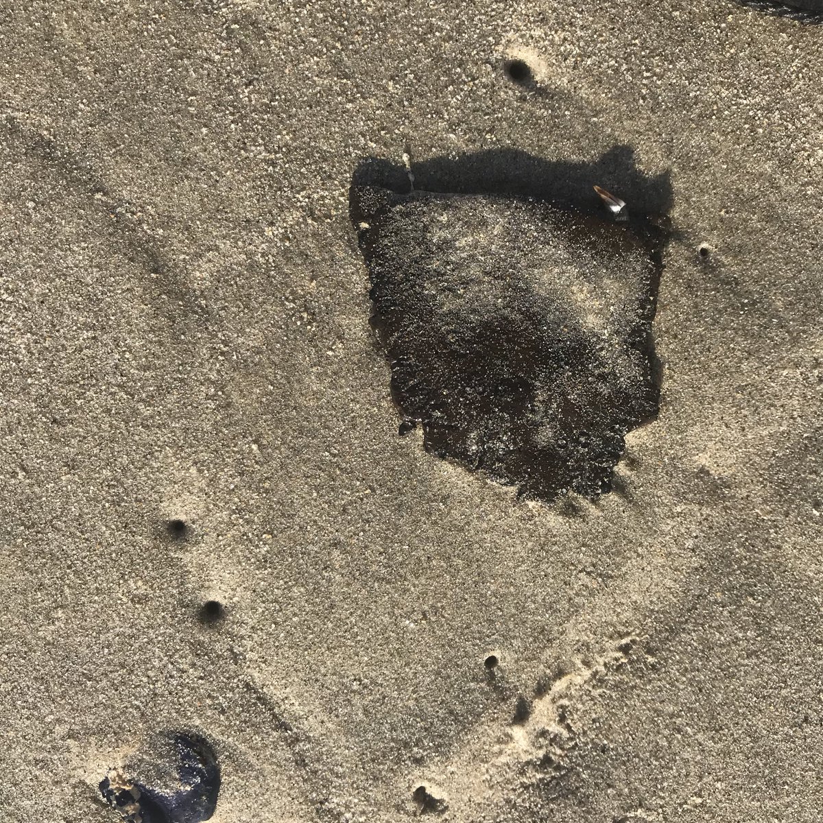 scottshellweier's tweet photo. SCORE!💥😱🏖
A trophy piece #seaglass 
I earned it after picking up several pounds of tar along the waters edge. Plus...3 bags of trash! #karma  #beachcombing #oceanside #pickupyourtrash #SeaMonsterHomes #NorthOHomes #scottandshelleyweier #c2financial https://t.co/H1aVYTbEYw