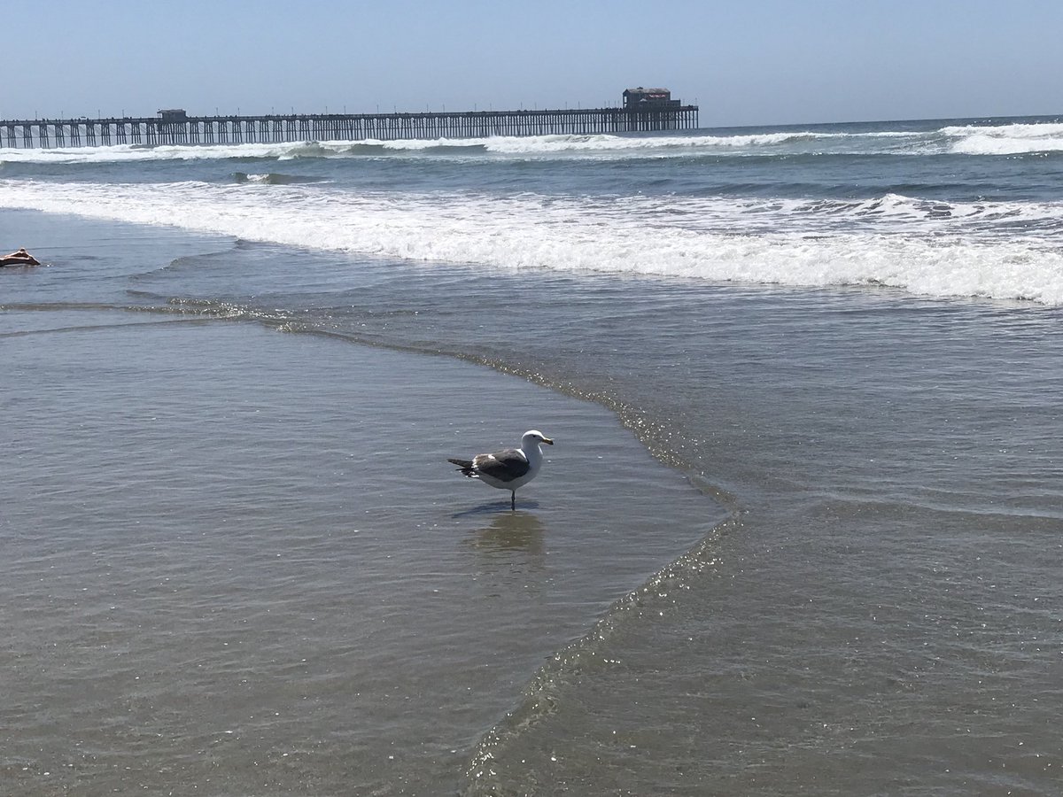 SouthOHomes's tweet photo. Pegasus (the one legged seagull) and I have an understanding...I bring kitty kibble...and Pegasus eats it!
#helpoutafriendinneed #oceanside #scottandshelleyweier #c2financial #seamonsterhomes #northohomes #southohomes #oceansidepier #goodbuddiesforlife https://t.co/99KjDFU1xJ