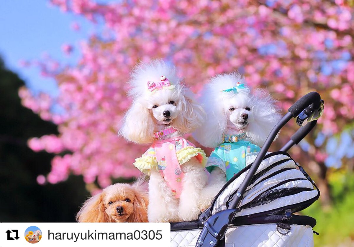 cuun_x's tweet photo. #Repost @haruyukimama0305 with @get_repost
・・・
・
・
桜ピクチャーをあと少し😆
・
・
#aloaloleialoha
#e_ne_star
#さくらワン前線
#高知県
#天使のカート
#cuun
#bestfriends_dogs
#FurrendsUpClose
#fever_pets
#moon_bestanimals #7pets_1day https://t.co/d5ECaLI8d9