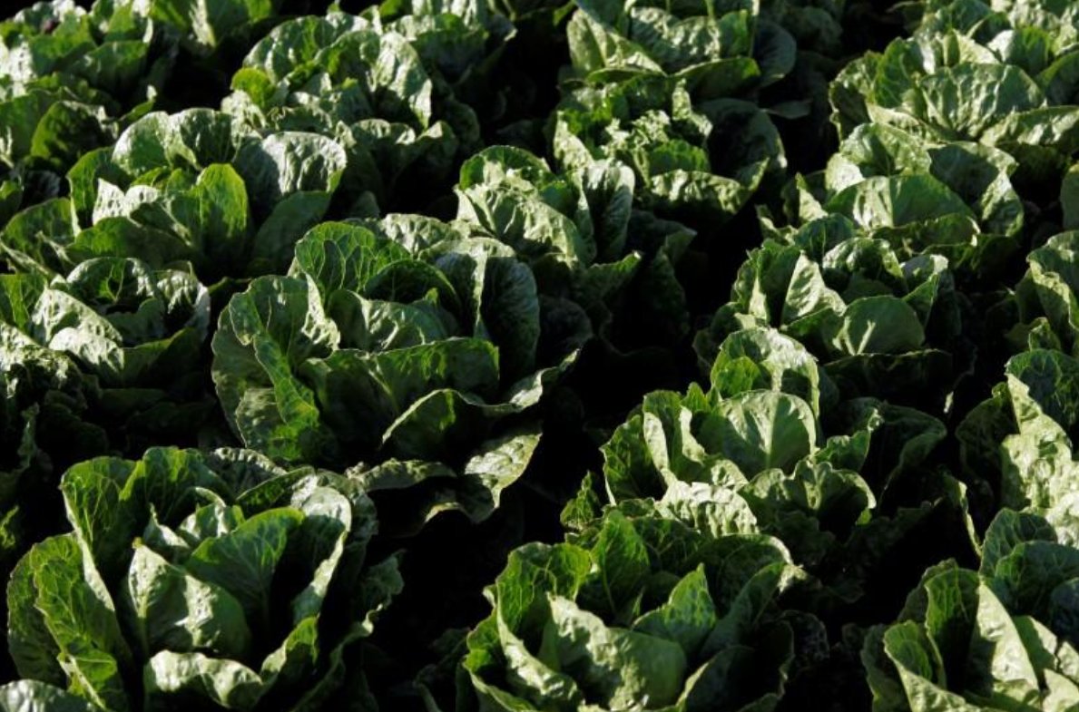MicrobesInfect's tweet photo. US CDC reports first death from #EcoliOutbreak in the US linked to romaine lettuce
https://t.co/LXPO9SvnUL #Ecoli #food https://t.co/1waanqojZR