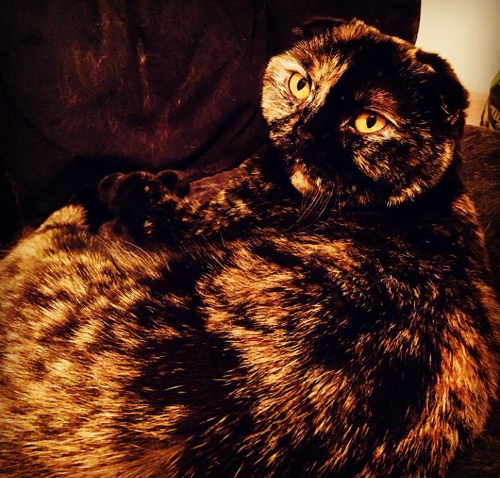 Java_Jessika's tweet image. Speckled Dragon #catsOftwiiter