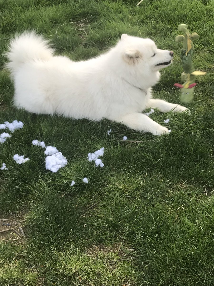 Emily_Lynx's tweet photo. Pup victorious! https://t.co/q5EdfsC2bF