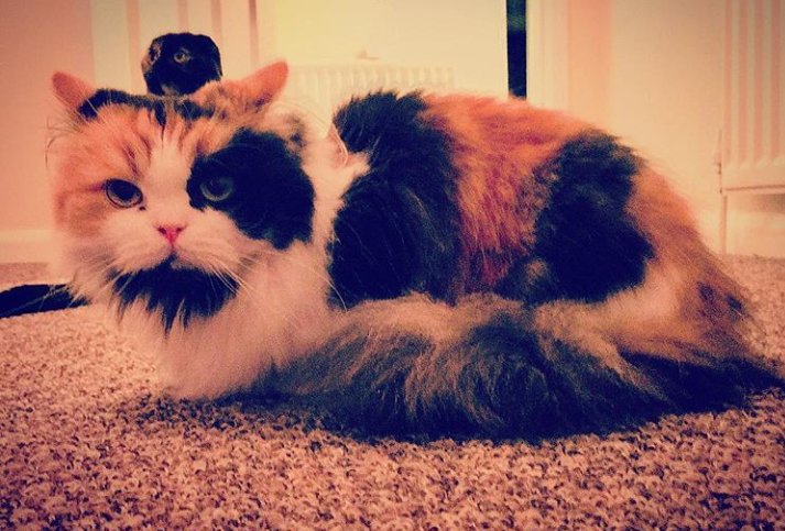 Java_Jessika's tweet image. I think her hat is alive #catsoftwitter