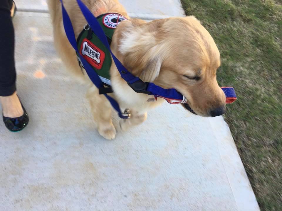 CanineAssistant's tweet photo. #WeLeashWednesday Using the We Leash is as close to walking without a leash as is possible while maintaining maximum security. #CanineAssistanst #ServiceDogs #BondBased https://t.co/7X4UyuIWii https://t.co/93FI3T2HOE