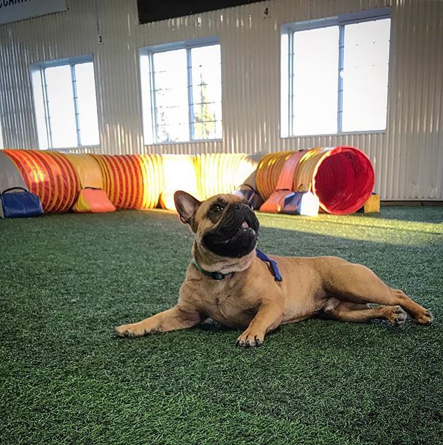 McCannDogs's tweet photo. @justmacdaddy takes a quick break during his #dogagility class to pose for the camera😉🐶😎
.
.
.
.
#agilitydogsofinstagram #frenchbulldog_feature #frenchbulldogsofinstagram #dogagilitytraining https://t.co/rR9CbwVWXU https://t.co/VR3C66XnEv