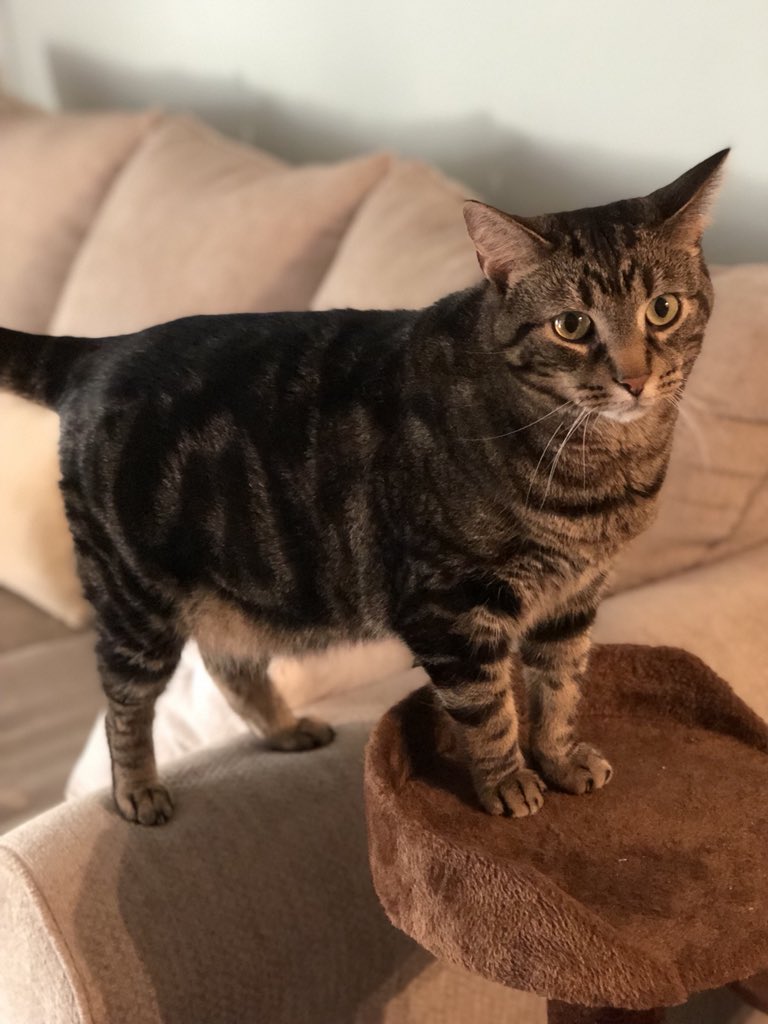 RumpleCrazyCat's tweet photo. @TheHardyBoyCats Dad? https://t.co/BPujzHdUPX