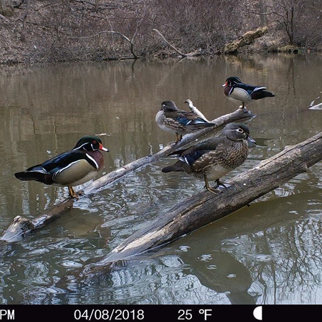 TrailCamTrophy's tweet photo. Wood duck are amazing!
#trailcamera #trailcamtrophies #trailcamology #trailcamera
#waterfowl #outdoors #duckhunting #nature #wildlife #birds #whatgetsyououtdoors #naturephotography #waterfowlhunting #wildlifephotography #ducks #ig_birds #birdsofinstagr… https://t.co/ucUGLShdCp https://t.co/ciRrN35qUu