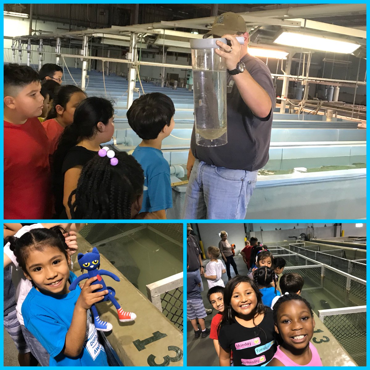 BrittyLynB's tweet photo. Pete had a great first day back at DZ! We took him to the fish hatchery! One of my Super Learners said Pete whispered to her during the tour “These fish are groovy!” #firstgraderocks #fieldtrip #petethecat https://t.co/mVQ2gl7A4s