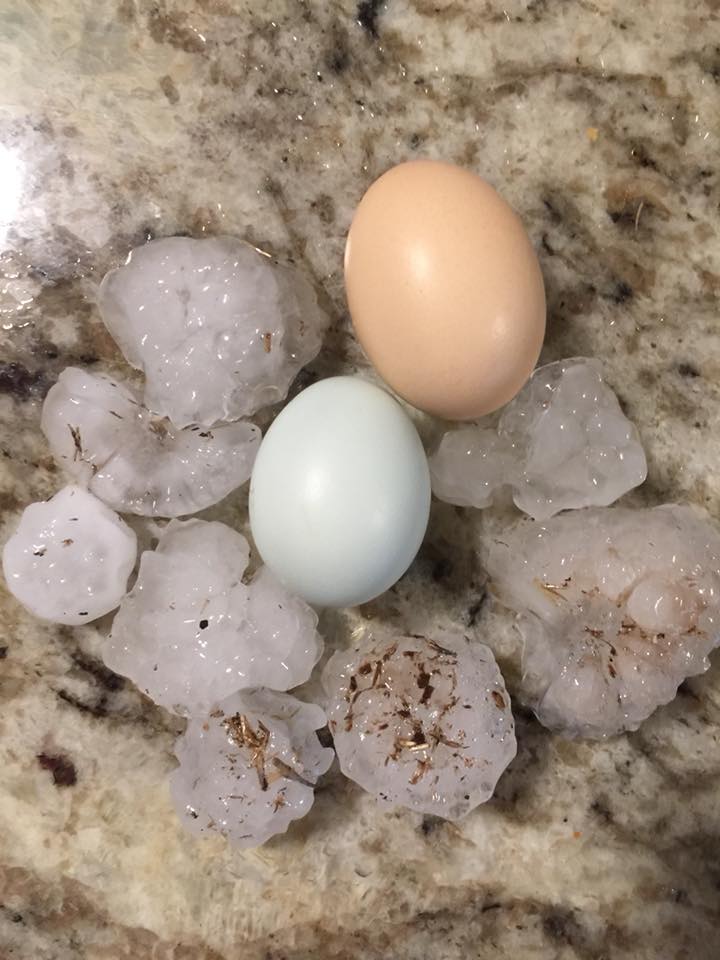 KOCOAbigail's tweet image. EGG-SIZED HAIL! Near Lookeba. Sent in from Kynna.
#OKWX
#KOCOFirstAlert