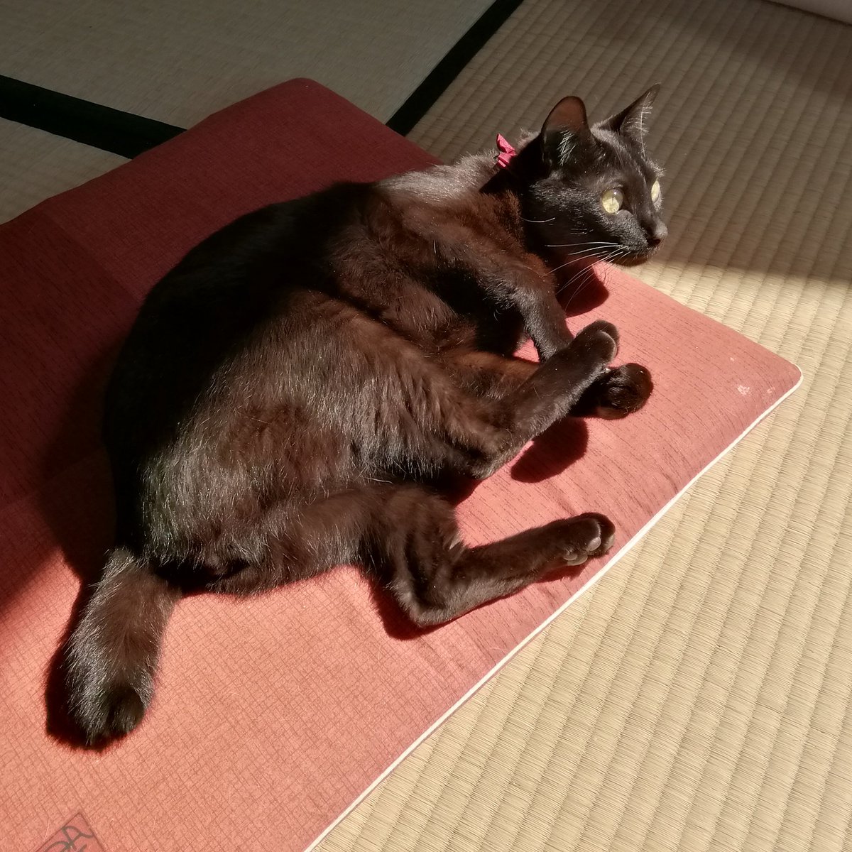 迷いねこ Twitter Search 迷いねこ Twitter Search