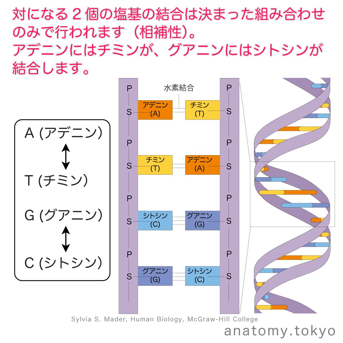 かずひろ先生 なるほど解剖学 Dnaの二重ラセンは 一方の鎖の塩基が決まれば他方の塩基配列も自動的に決まります 2つの鎖の塩基配列の聞に見られるこのような関係を といいます 解答 相補性 相補性に従い アデニン A には必ずチミン T が