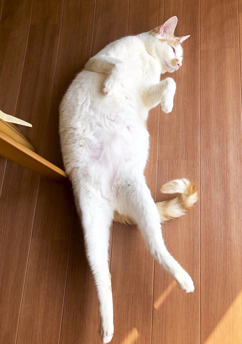 komori__3's tweet photo. 去年の今日猫を迎えたので、うちに猫が来て一年経った！初めて来た時はラックの下に隠れて出てこなかったけど、今ではこんなにのびのび(物理)した姿を見せてくれてとても嬉しい🐈 https://t.co/HLwjaooyVN