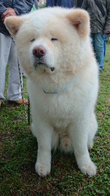 そもそも秋田犬ってなんで人気なの