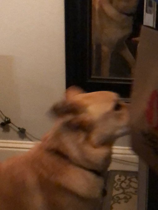 My mom got my dogs reaction of me leaving and coming home 😭😭 my heart my baby girl 💗💗🐶 https://t.co/